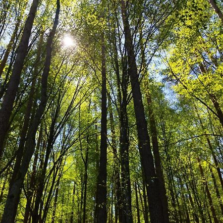 فيلا Przy Lesie Białowieża المظهر الخارجي الصورة
